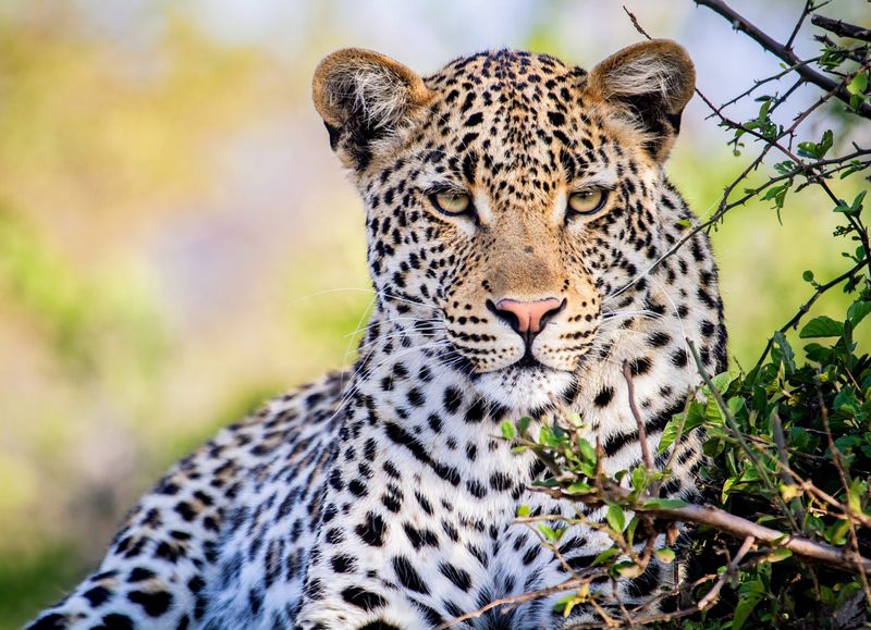 Previous Leopard Sightings