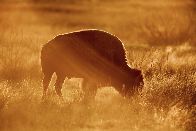 The Role Of The American Bison Society