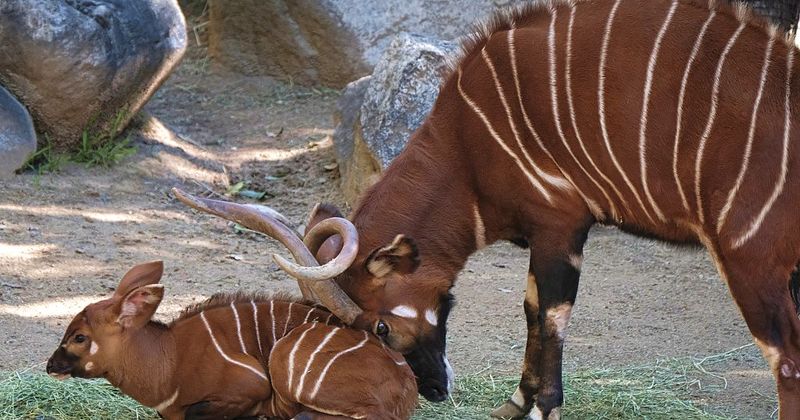 Reintroduction Efforts Are Underway