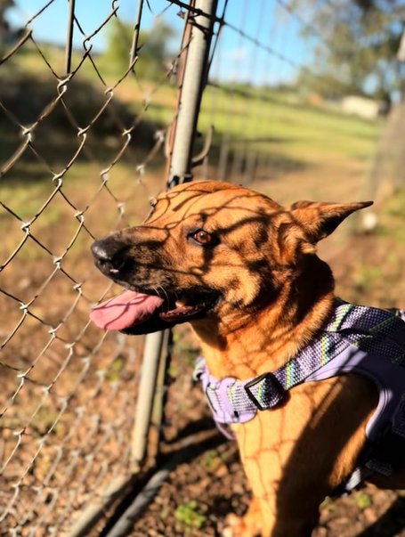 adorable dog