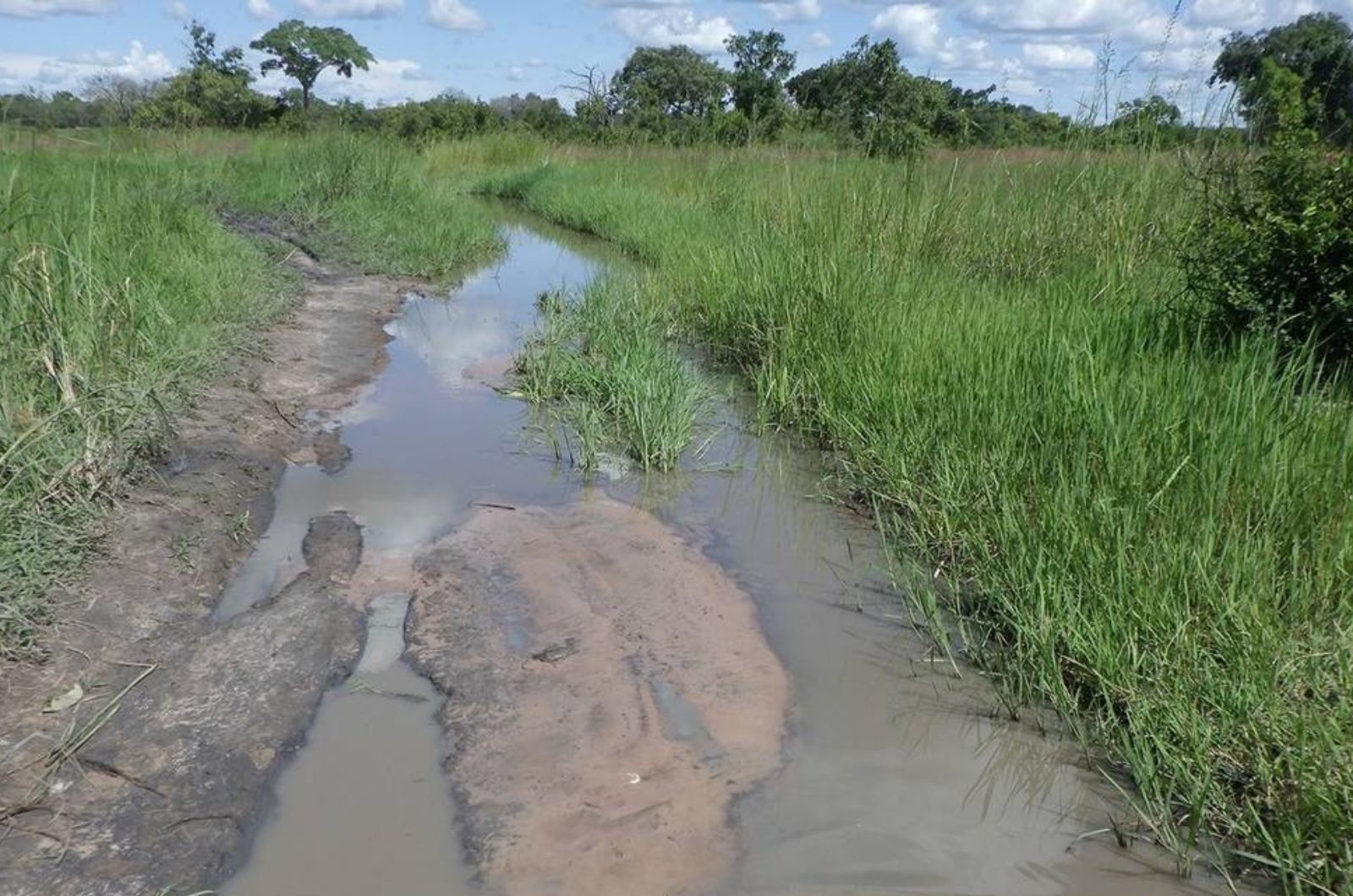 african pond