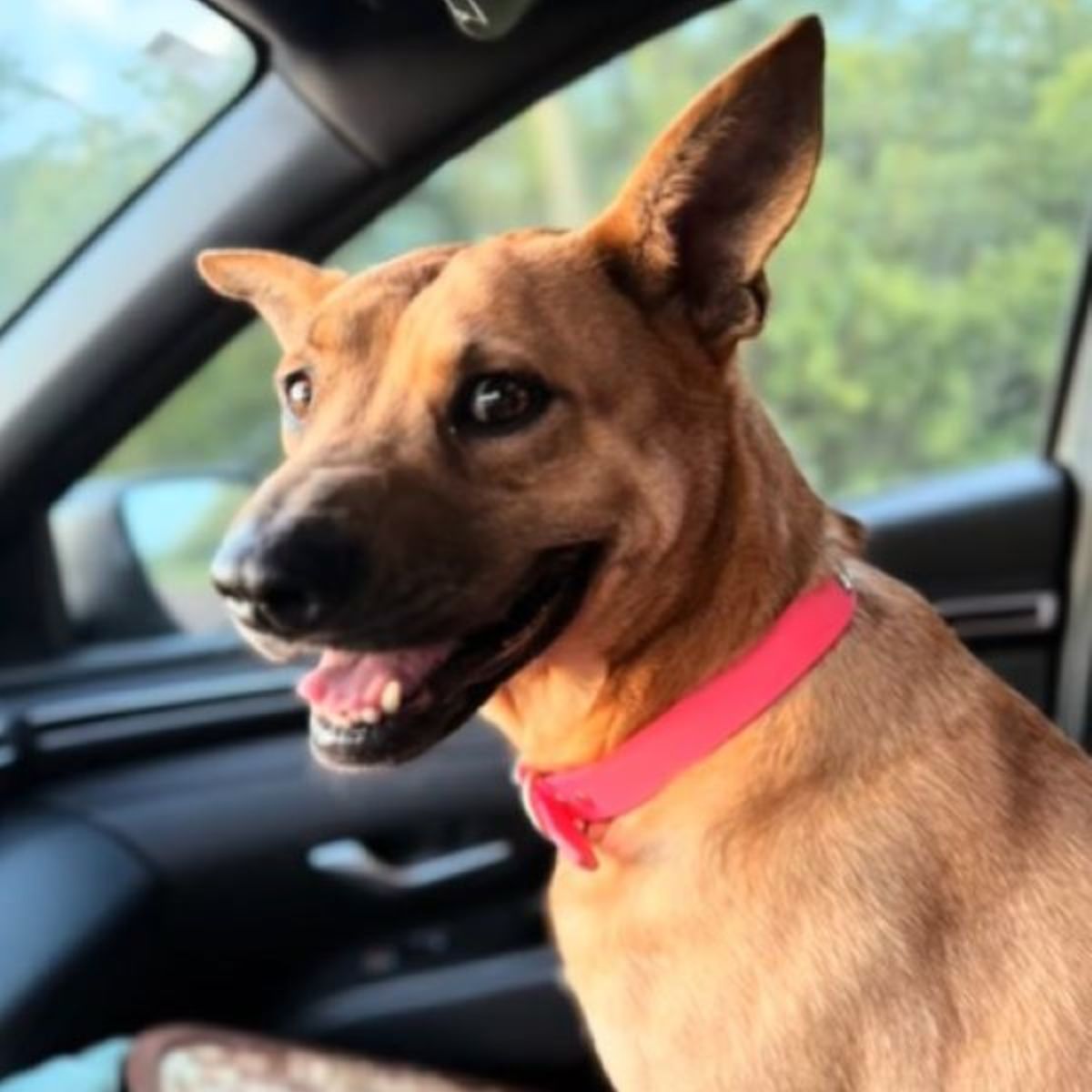 cute dog in car