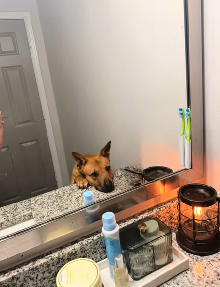dog in mirror