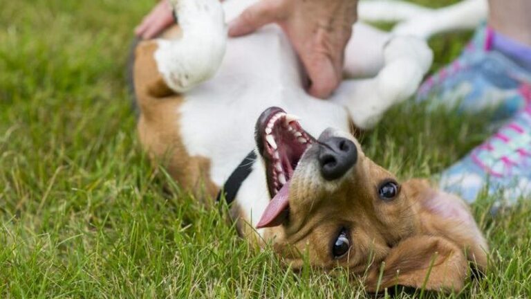 16 Things Every Dog Absolutely Adores, And Why You Need To Pay Attention