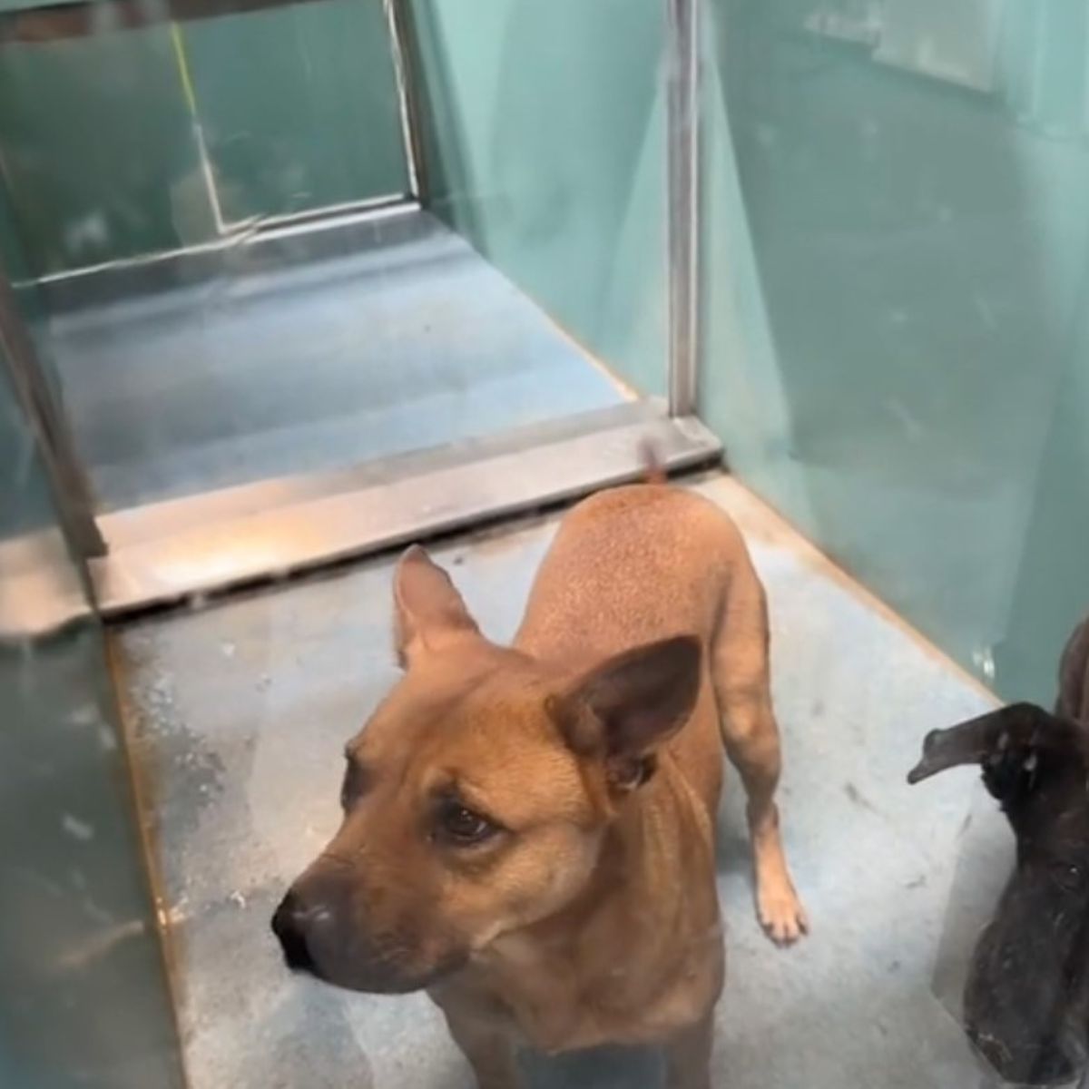 sad dog in shelter