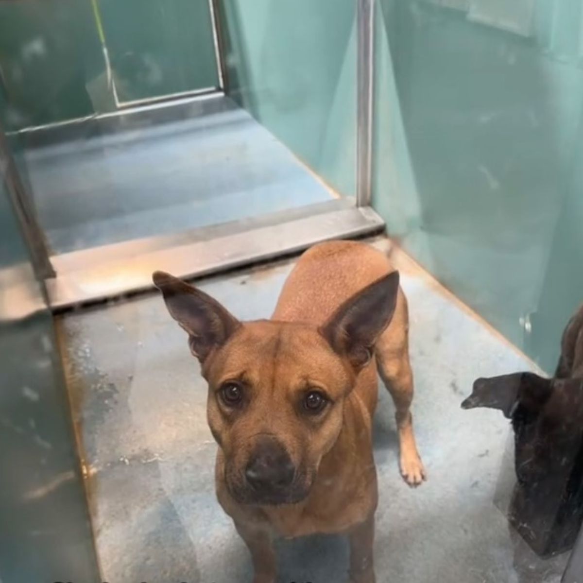 shelter dog