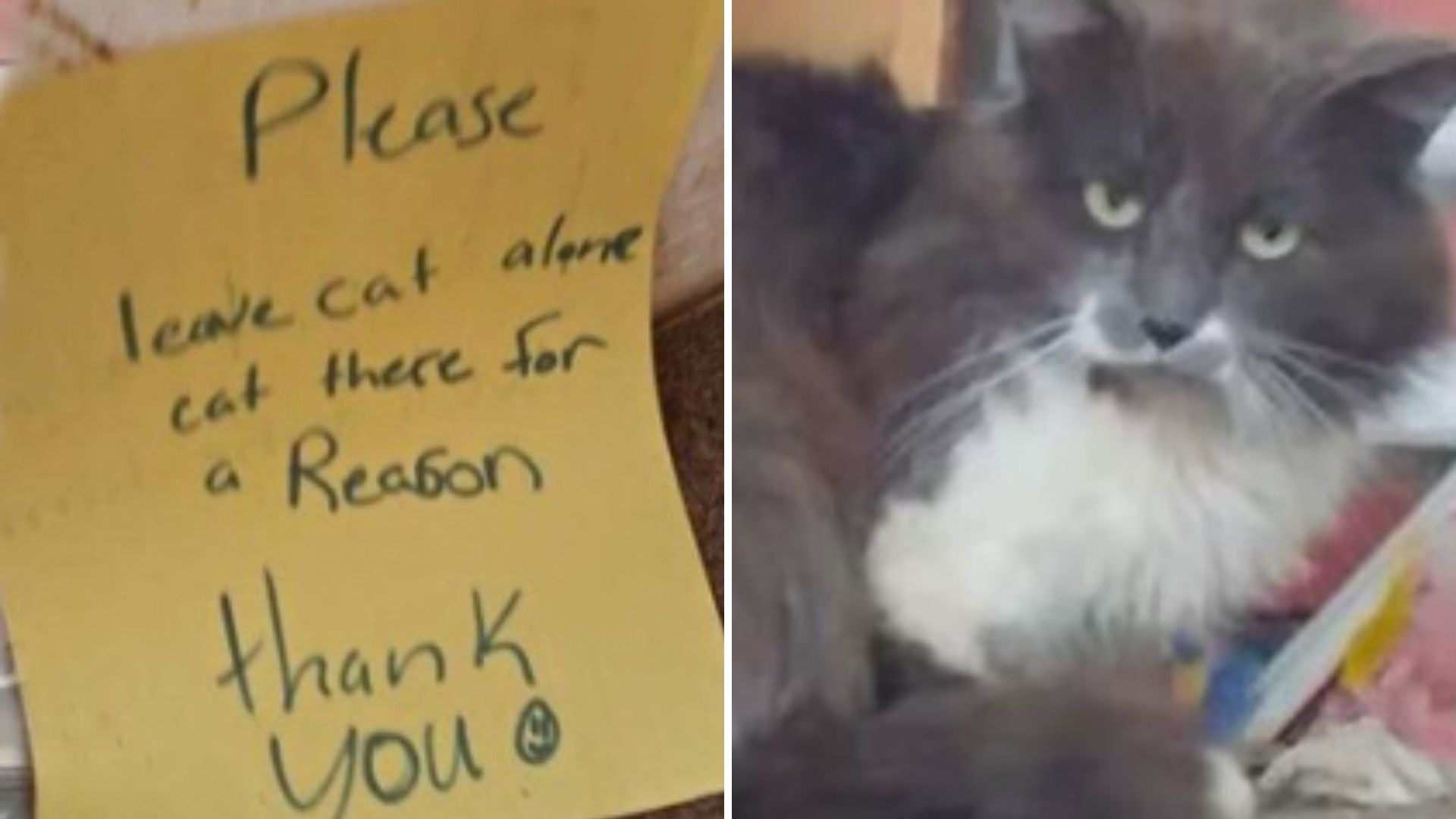 Indiana Cat Found With Mysterious Note Telling People Not To Touch Him ‘He’s Here For A Reason’