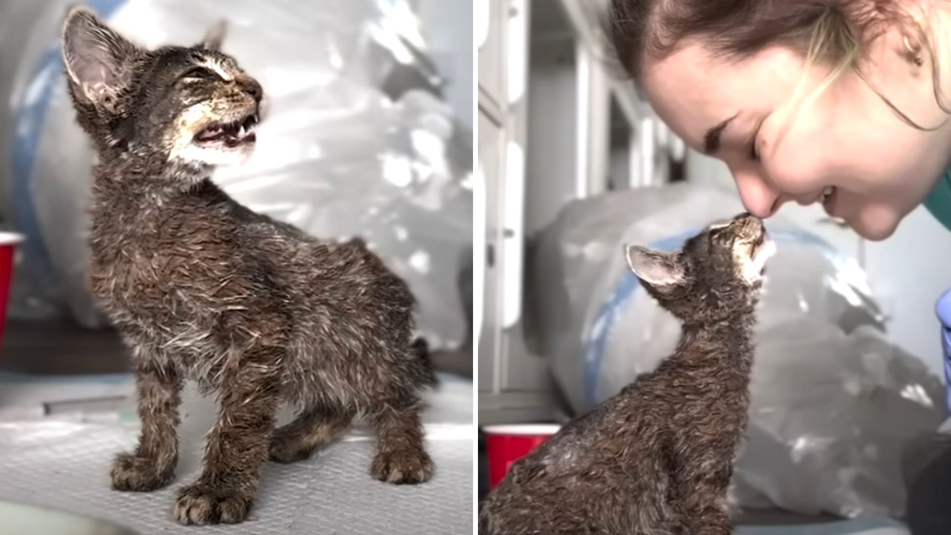 California Shelter Staff Brought To Tears When Tiny Kitten Arrives Completely Covered In Paint