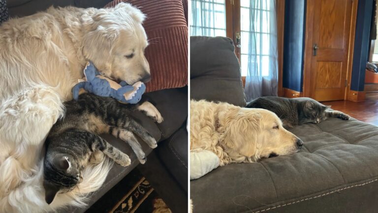 Indiana Dog Struggles With Being Alone So His Cat Sibling Steps In To Comfort Him