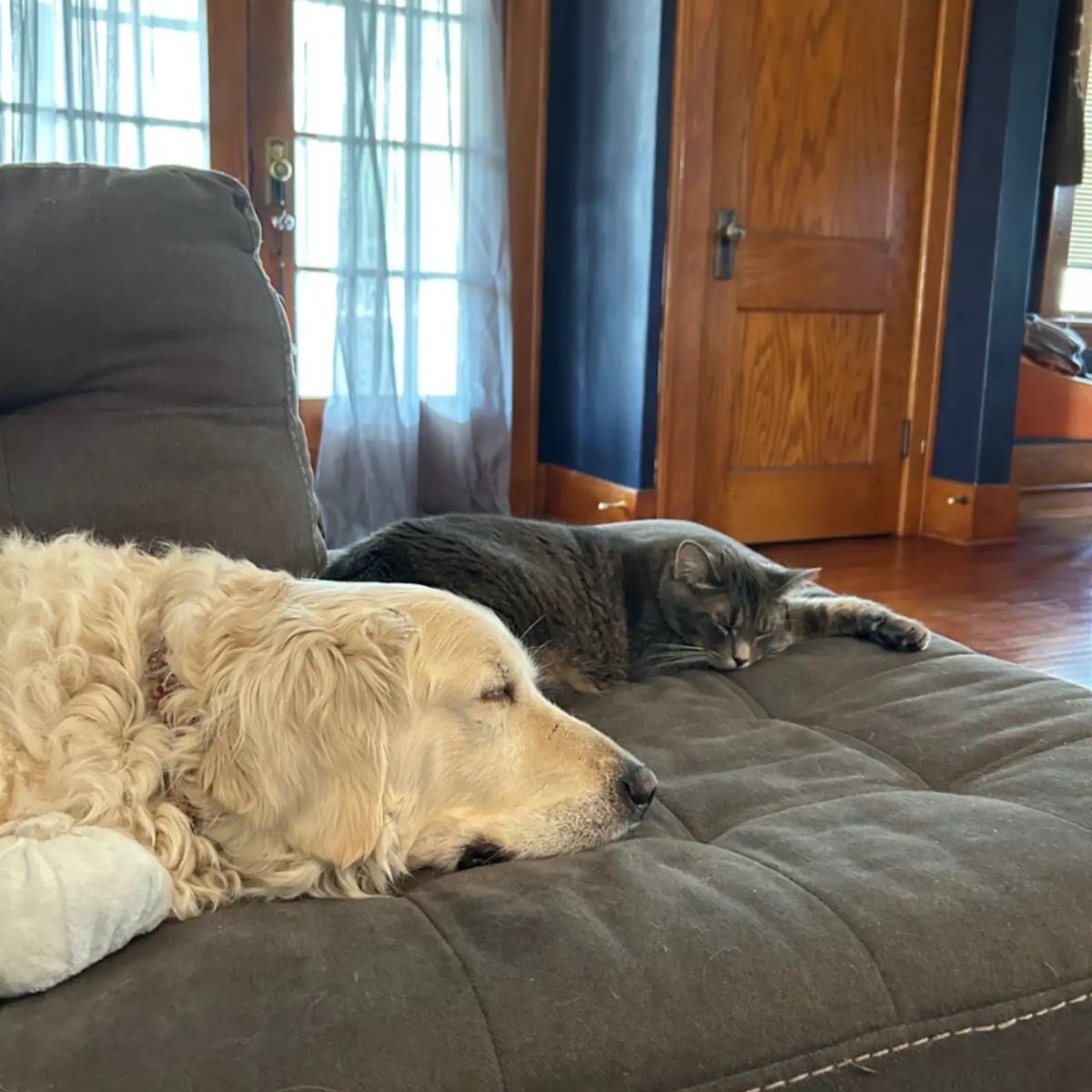 cat sleeping with dog