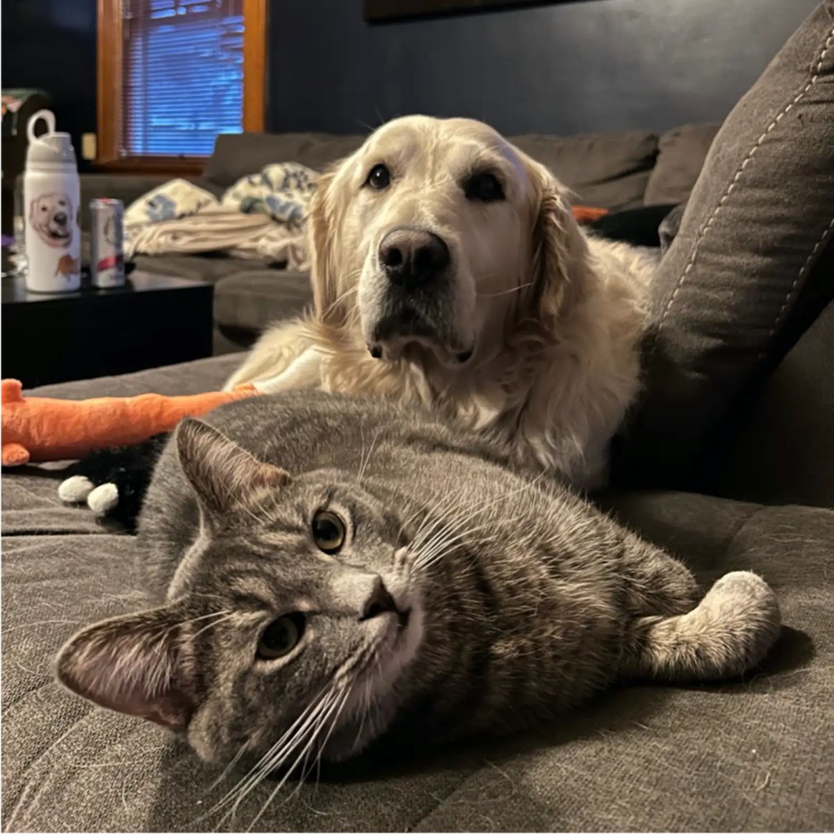 dog and cat looking at camera