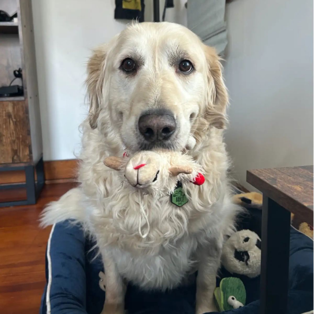 dog and plushie