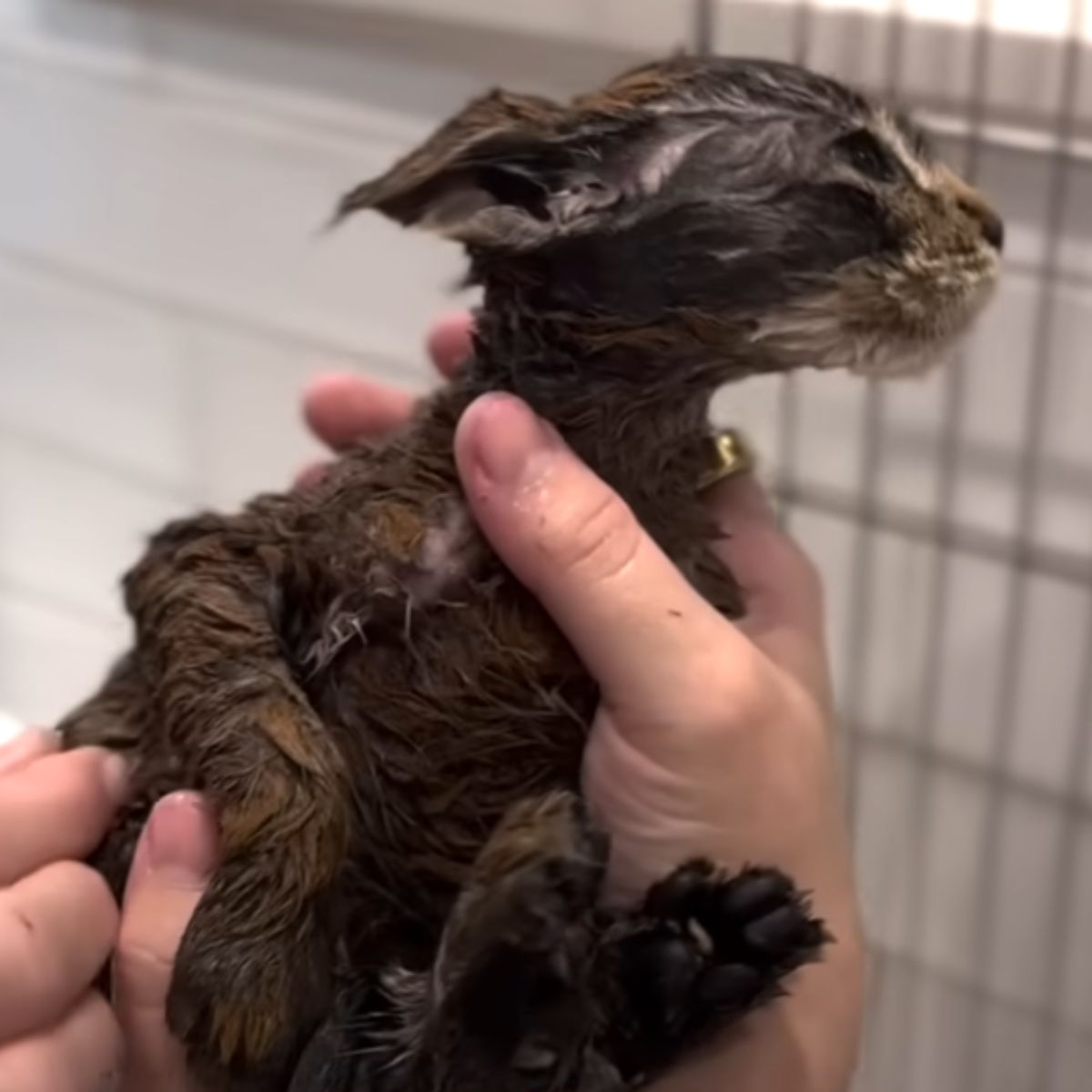 kitten being bathed