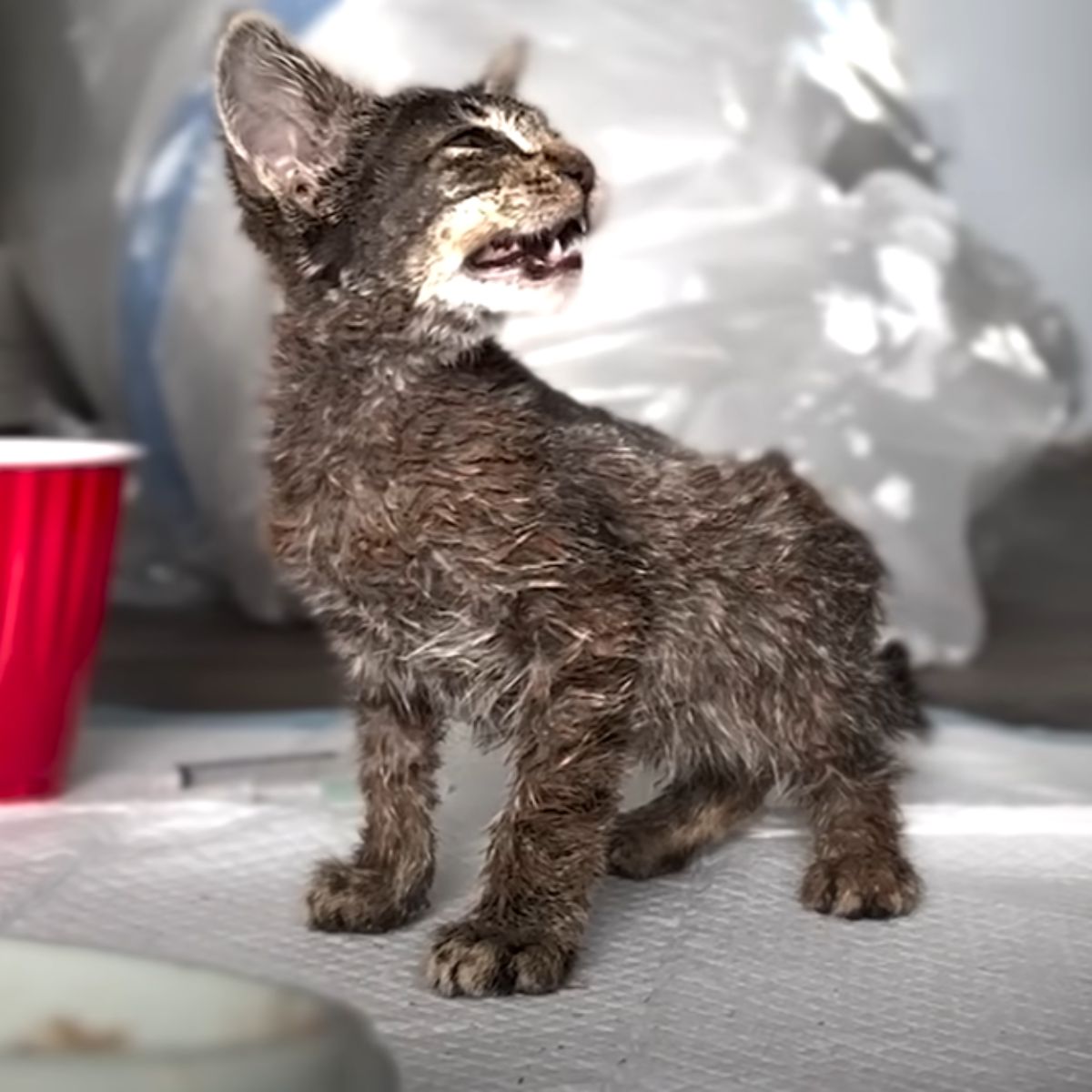 kitten crying