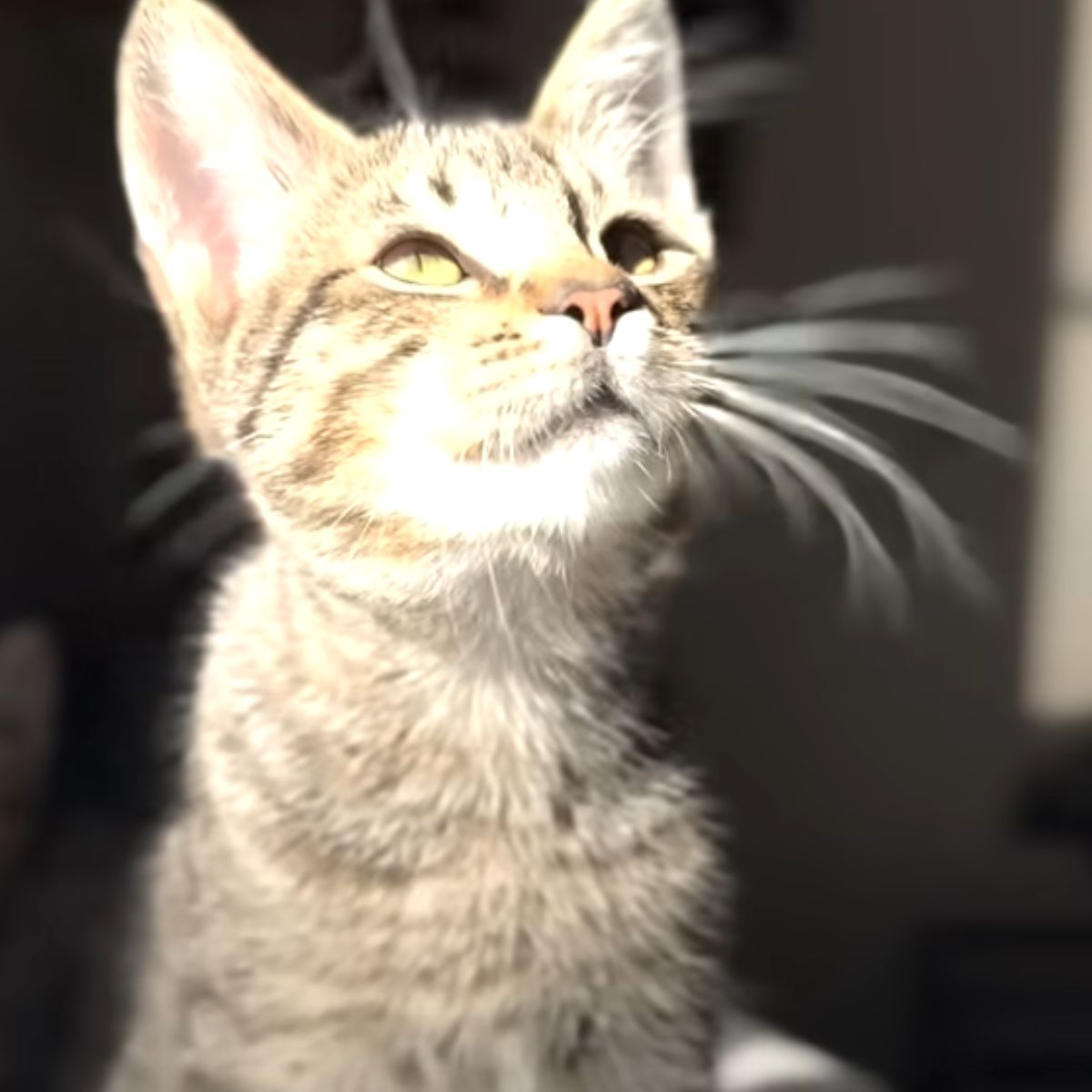 kitten in sunlight