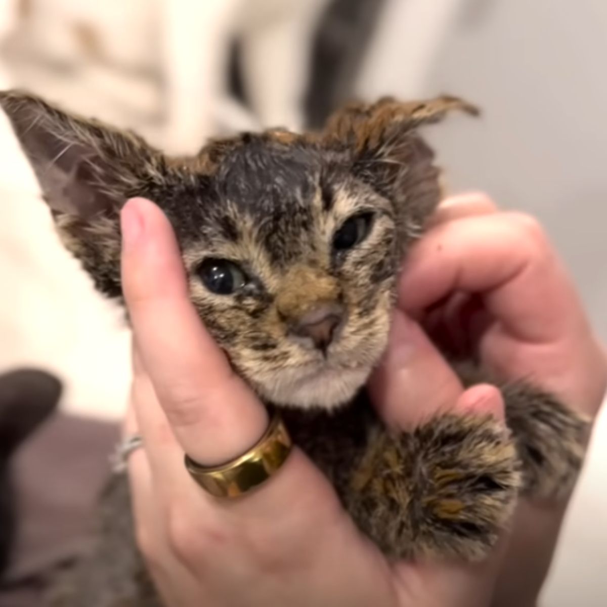 kitten in womans hands