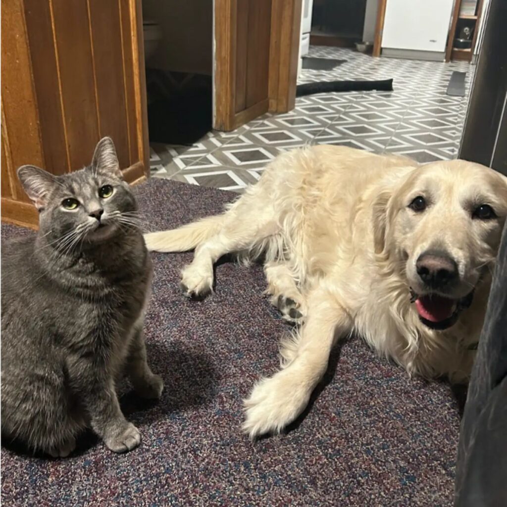 tabby cat and golden retriever