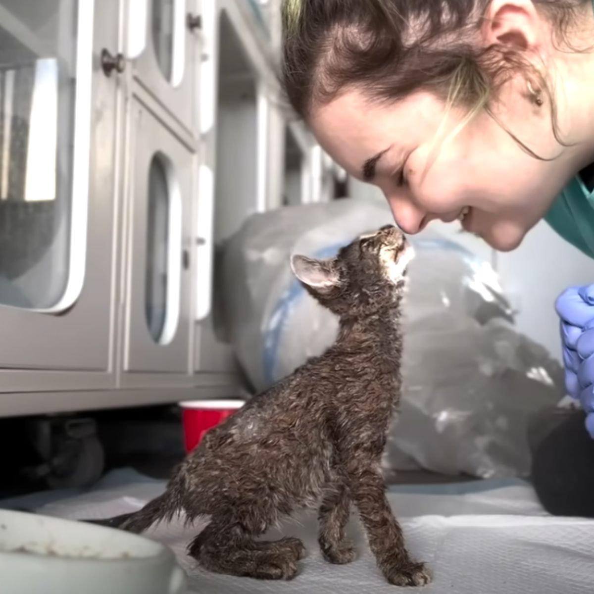 woman kissing kitten